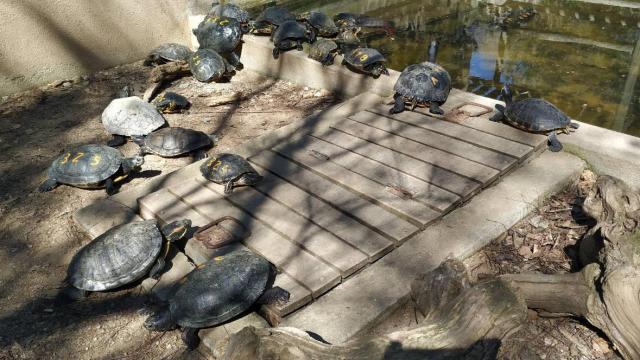 Tortugas de Florida en uno de los estanques del CRARC