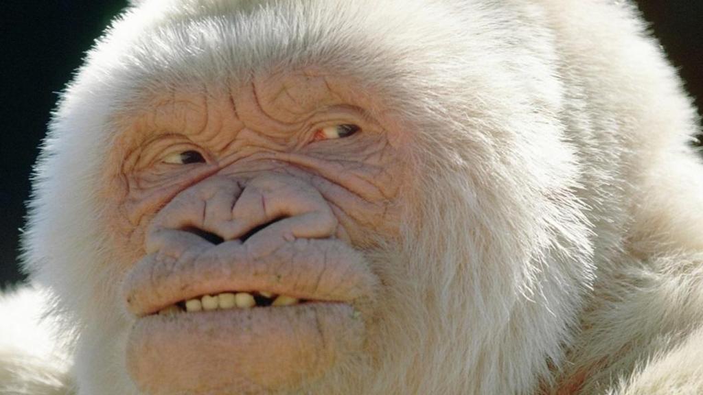 El mítico Copito de Nieve, un gorila albino, en archivo