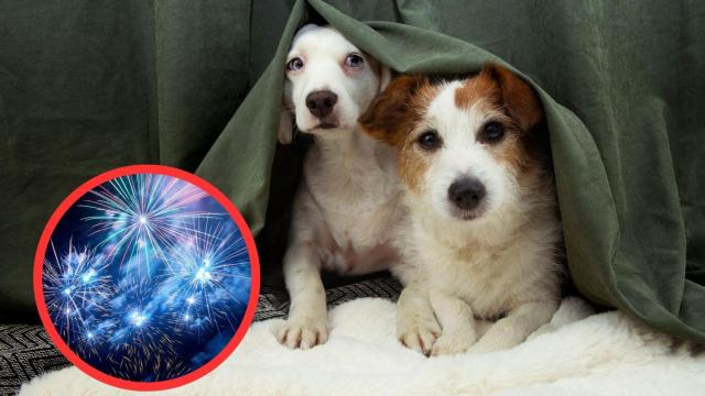 Los trucos y lugares seguros de Cataluña para que tu perro no sufra con los petardos de Sant Joan