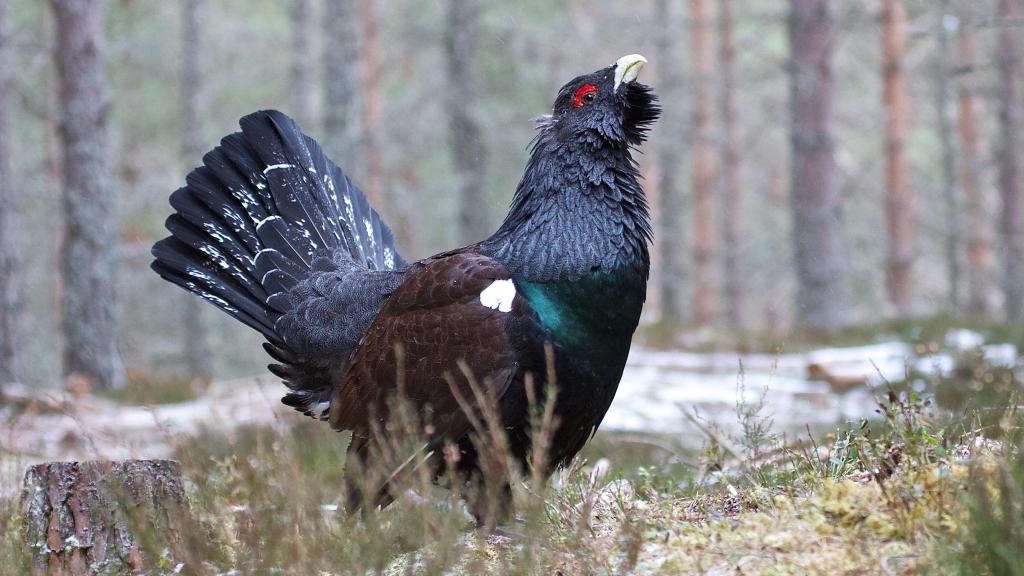 El urogallo o 'gall fer'