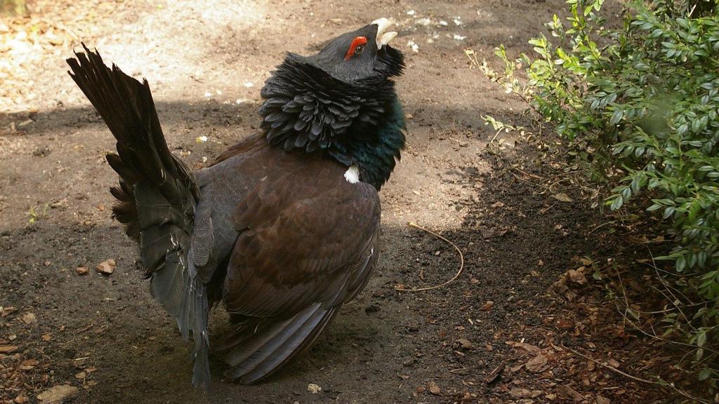 Ejemplar de urogallo