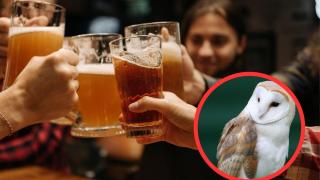 Parece una marca de cerveza, pero es una palabra en catalán y hace referencia a un animal que nadie sabe qué es