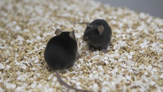 Unos ratones, en un laboratorio