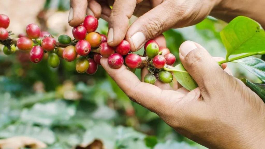 Productos de Balnes Europe