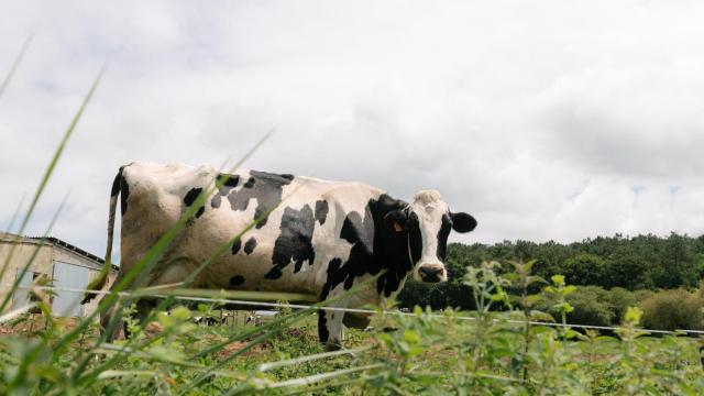 Reny Picot: la empresa que surgió en un salón de baile y ahora lleva el sabor de Asturias a todo el mundo