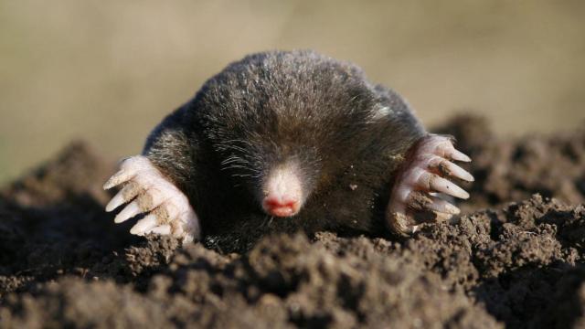 Ejemplar de un topa saliendo de la tierra