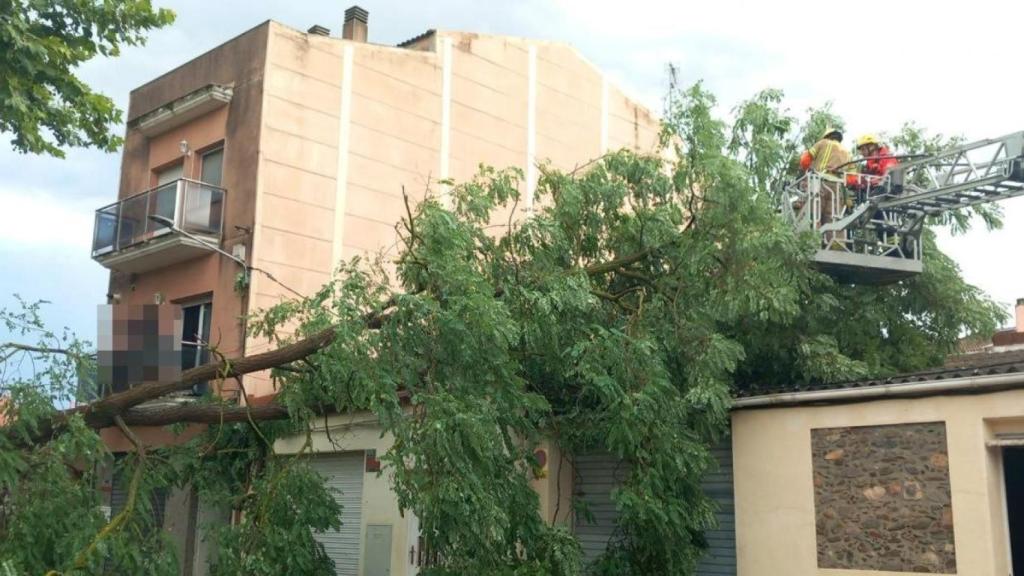 Bombers retira un árbol caído en Cardedeu