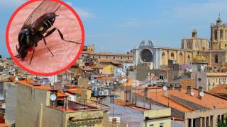 Alerta en Tarragona: un barrio de la ciudad atemorizado por la plaga de estos insectos
