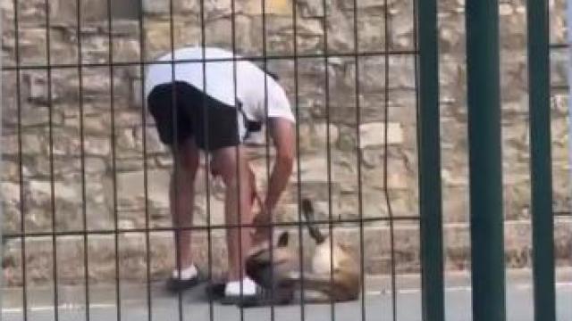 Maltrato de un perro junto a la estación de Rodalies de Calaf