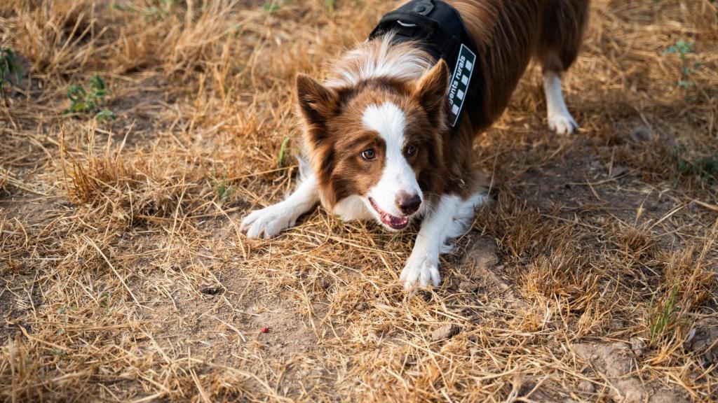 El agente canino de Agents Rurals 'Zas', marcando un acelerante durante uno de los entrenamientos.