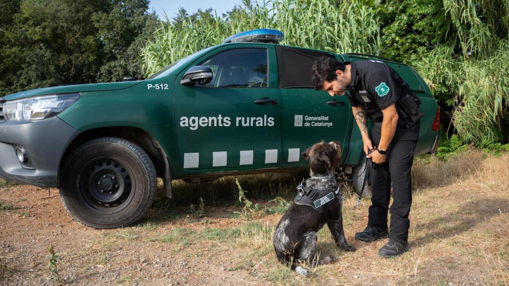 Xavier Brenchat, guía canino de Agents Rurals, junto con 'Sua', previo a un entrenamiento
