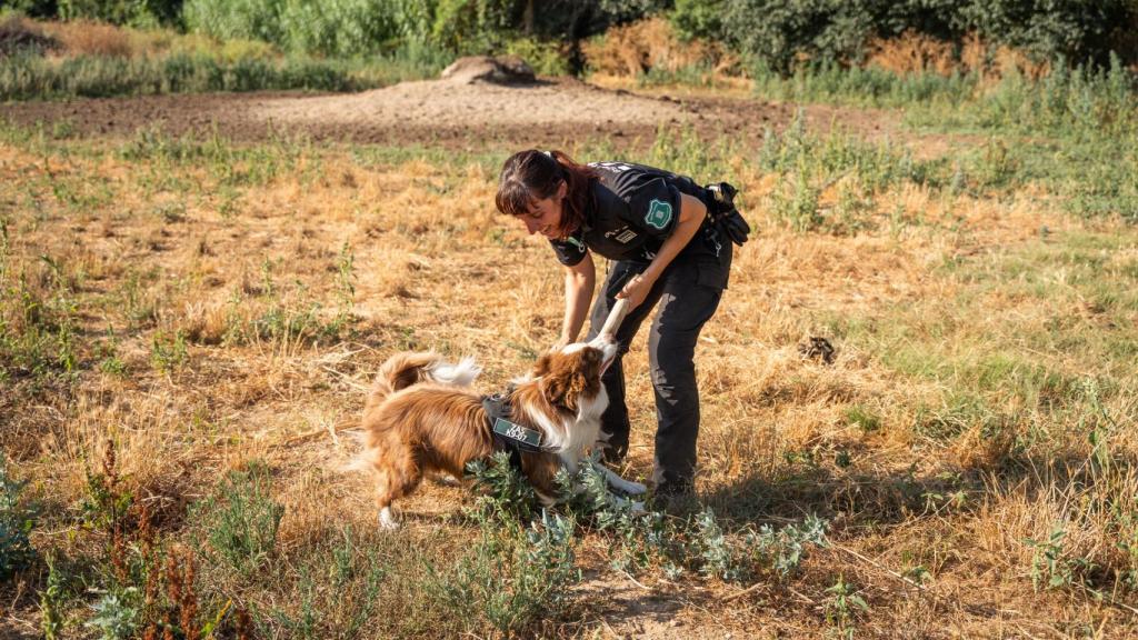 Ana Subirós, coordinadora del Grupo Especial Canino de Agents Rurals, premia a 'Zas' durante el entrenamiento