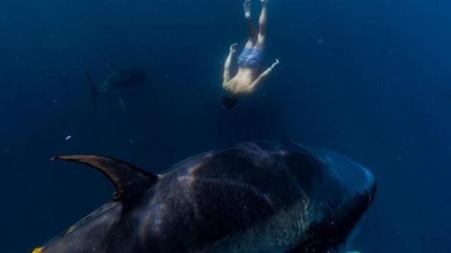 Imagen de la experiencia de nadar entre atunes en el único pueblo catalán que lo ofrece