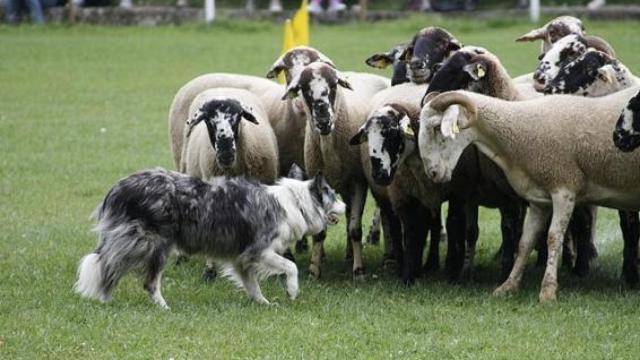 Imagen del Concurso Internacional de Perros Pastores