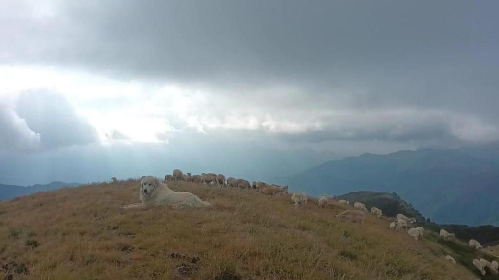 Imagen de un perro pastoreando en el Pirineo