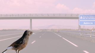 Un pájaro bloquea la construcción de una autopista en Cataluña: los vecinos estallan