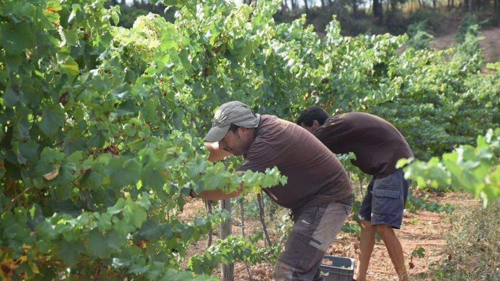 Tasques de verema del 2025 a la denominació d'origen Penedès