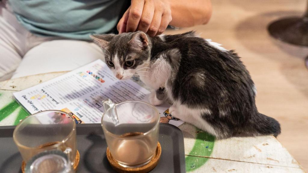 Un gato se sube sobre una mesa en el 'cat café' de Terrassa