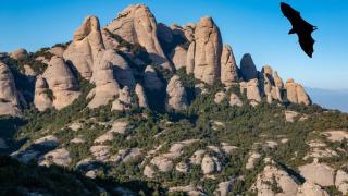 El animal que pone en jaque a Cataluña: 22 ataques en un año con riesgo de contagiar la rabia