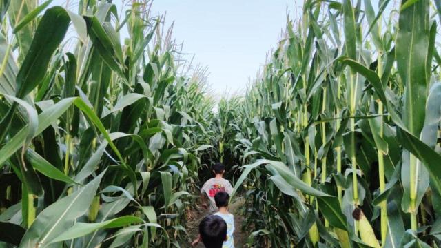 Un granjero catalán sortea la crisis del cereal con un laberinto de maíz para turistas