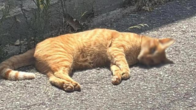 Uno de los gatos muertos en Dosrius (Barcelona)