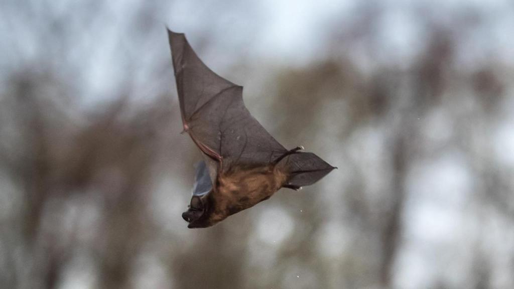 Un murciélago volando