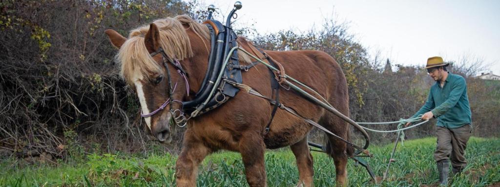 Un agricultor haciendo uso de la tracción animal