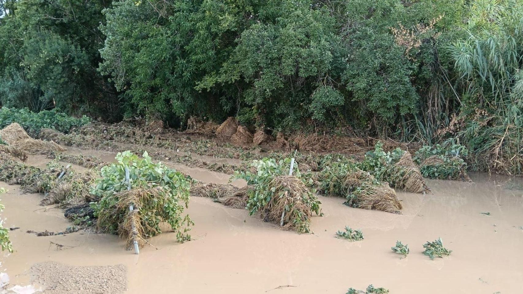 Un campo de viñedos en el Alt Penedès inundado por la tormenta