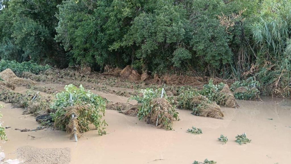 Un campo de viñedos en el Alt Penedès inundado por la tormenta