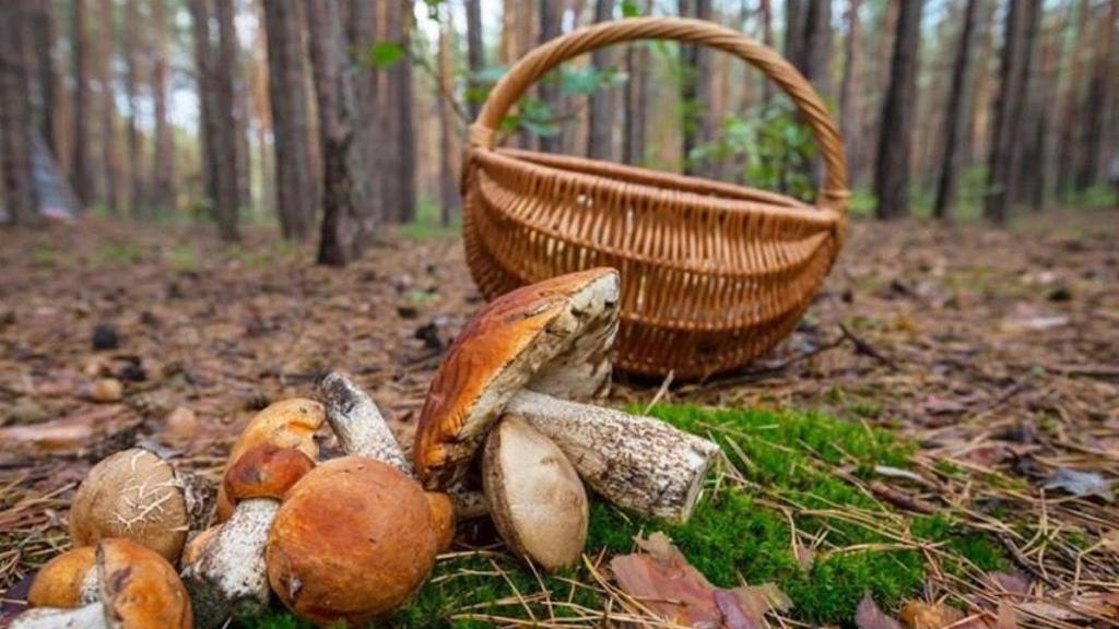 Setas y un cesto en un bosque