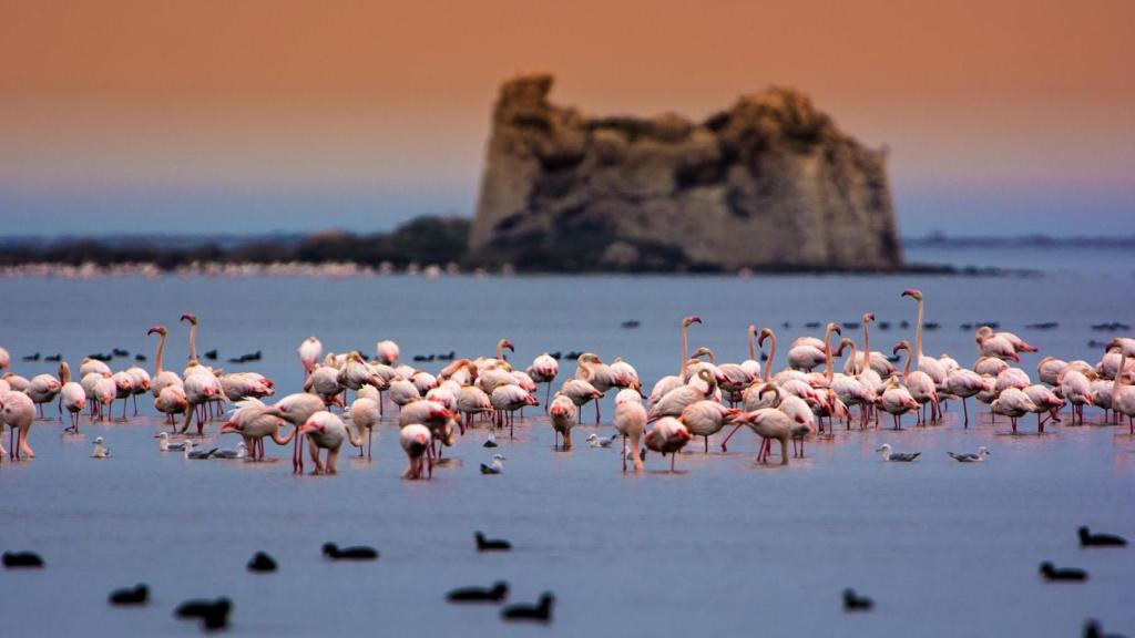 Flamencos frente a la Torre de Sant Joan dels Alfacs