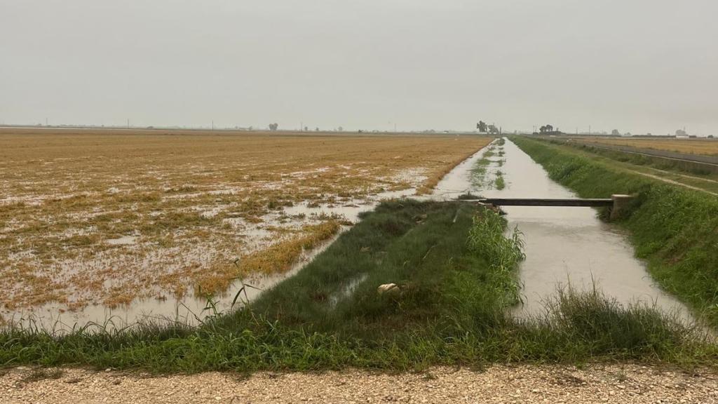 Un arrozal del Delta de l'Ebre inundado este lunes