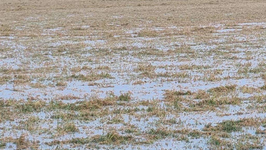 Miles de espigas de arroz han quedado bajo el agua tras las fuertes lluvias