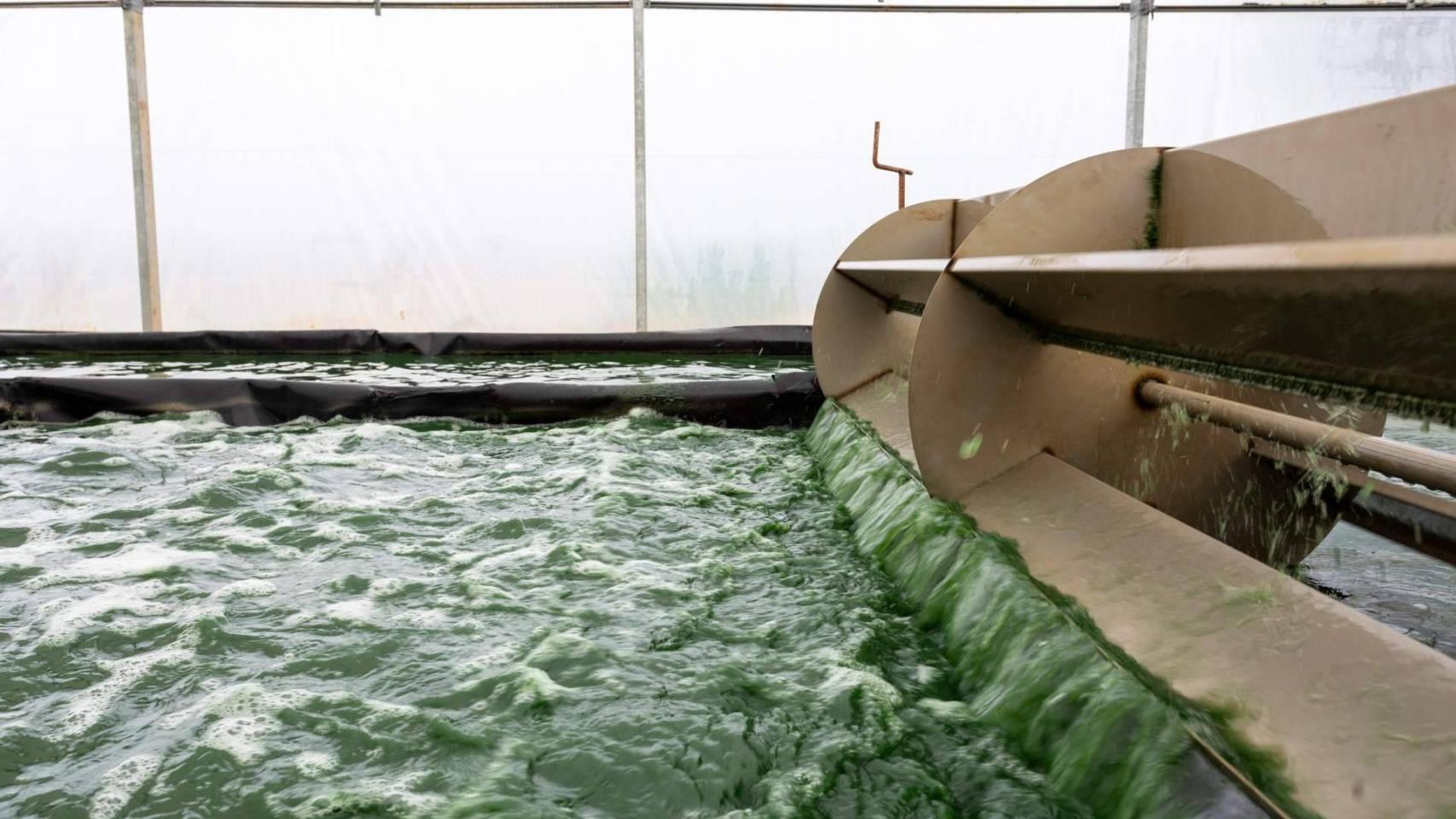 Cultivo de espirulina