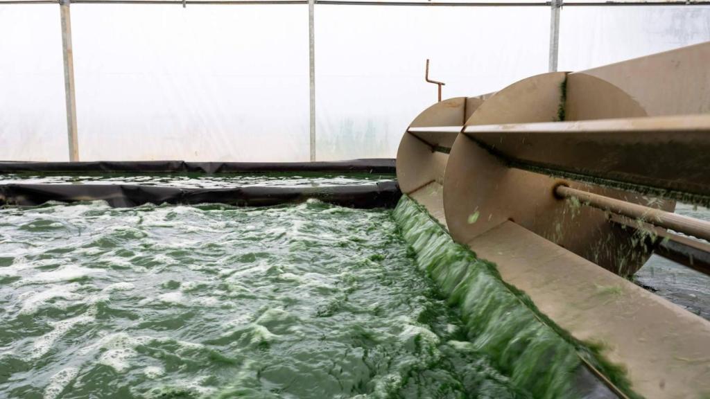 Cultivo de espirulina