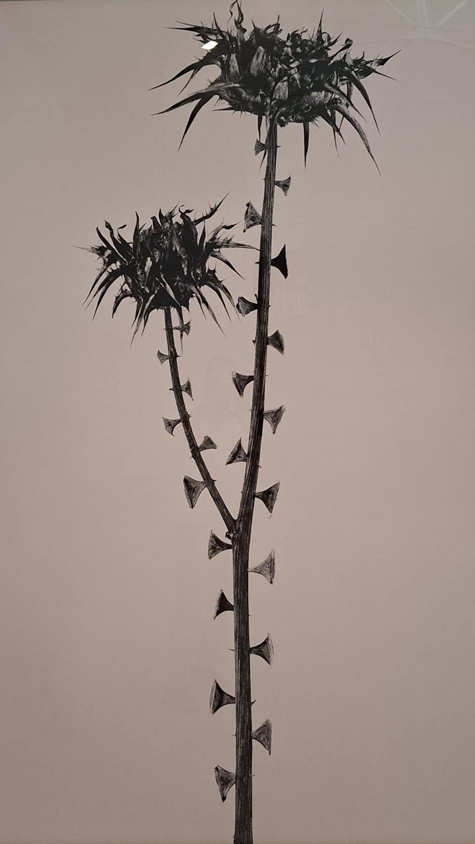 ‘Braohypoda frustrata’ (1984), de la serie ‘Herbarium’ (1982-1985)