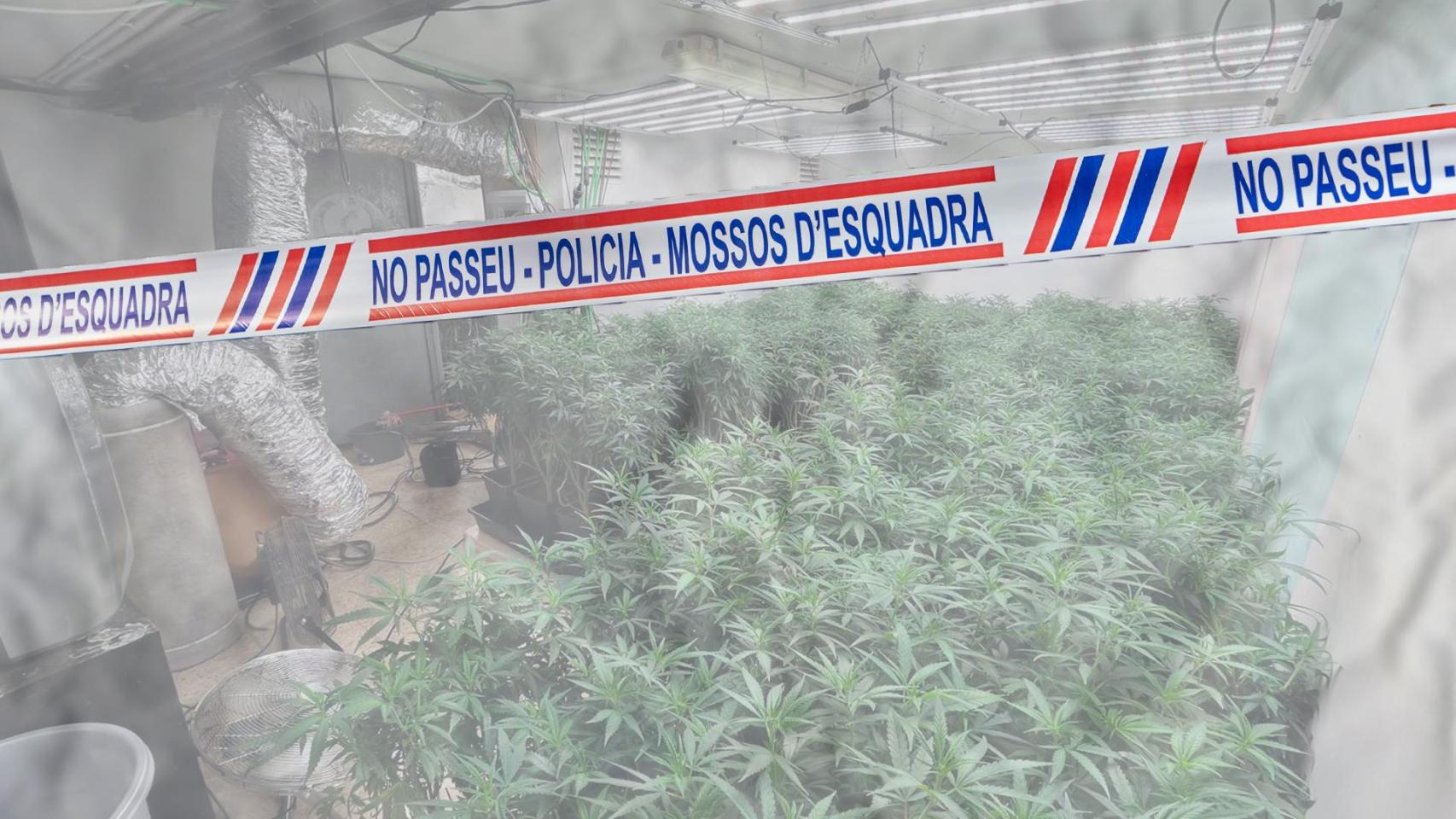 Montaje de una plantación 'indoor' de la marihuana con un cordón policial