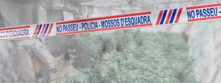 Montaje de una plantación 'indoor' de la marihuana con un cordón policial