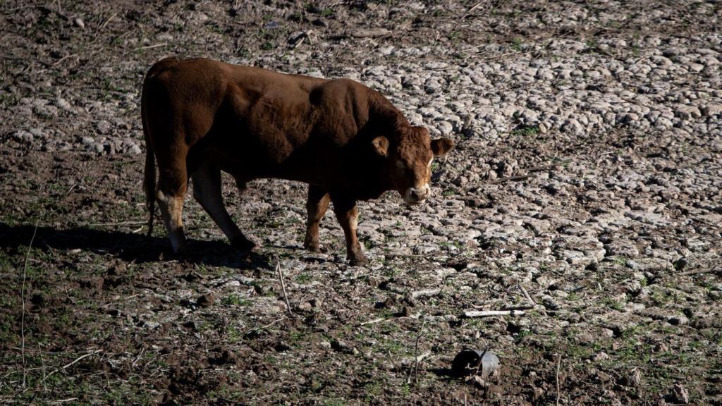 Una vaca en el pantano de Sau, a 20 de noviembre de 2023, en Vilanova de Sau