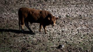 Una vaca en el pantano de Sau, a 20 de noviembre de 2023, en Vilanova de Sau