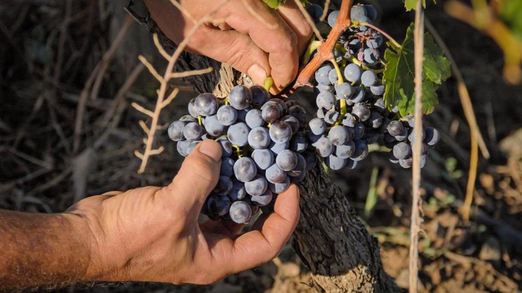 Desde el inicio del proyecto trabajaron para mantener y recuperar viñedos centenarios_Cortesía Clos Galena