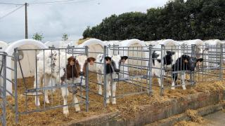 Una explotación vacuna