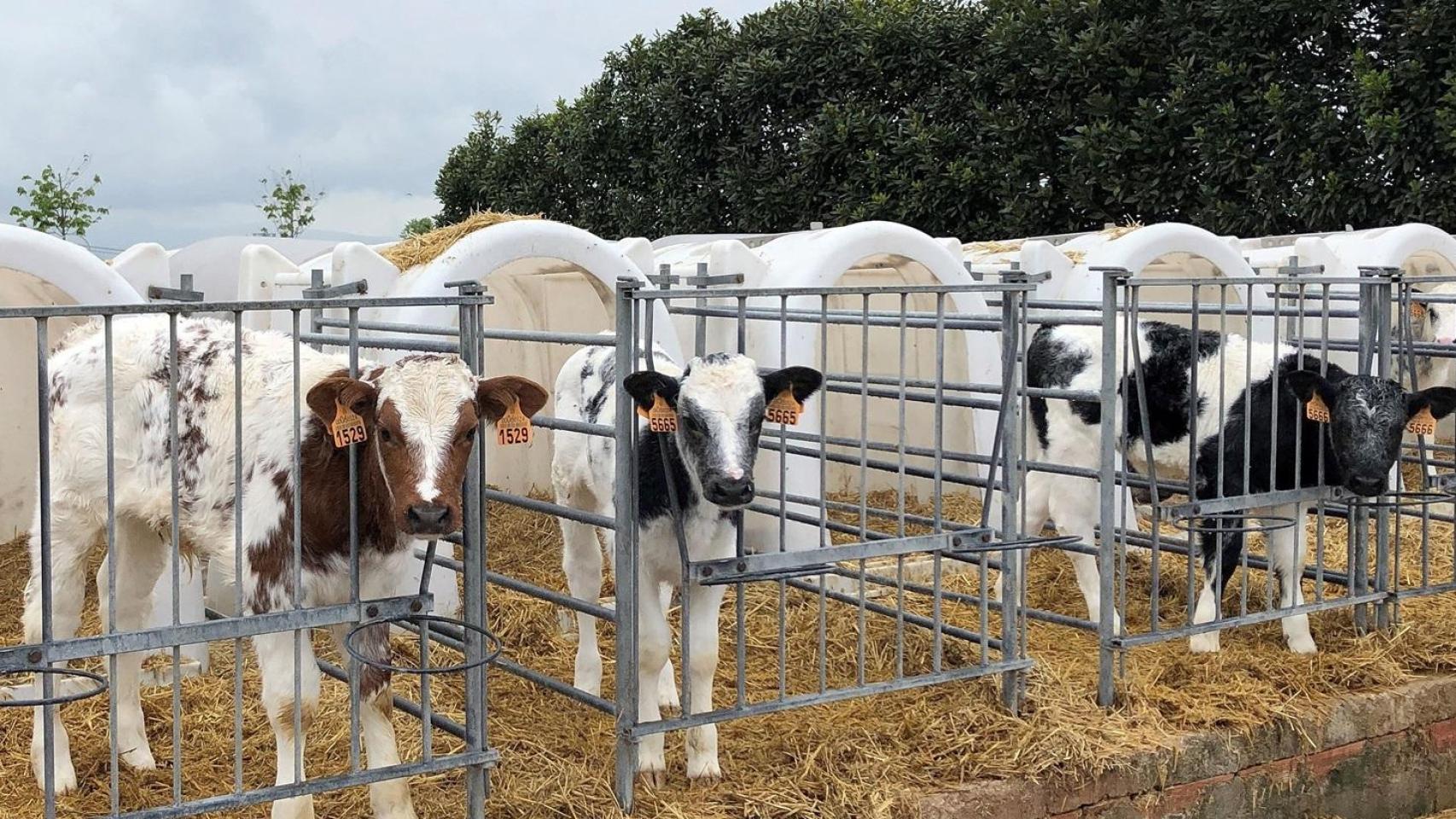 Una explotación vacuna