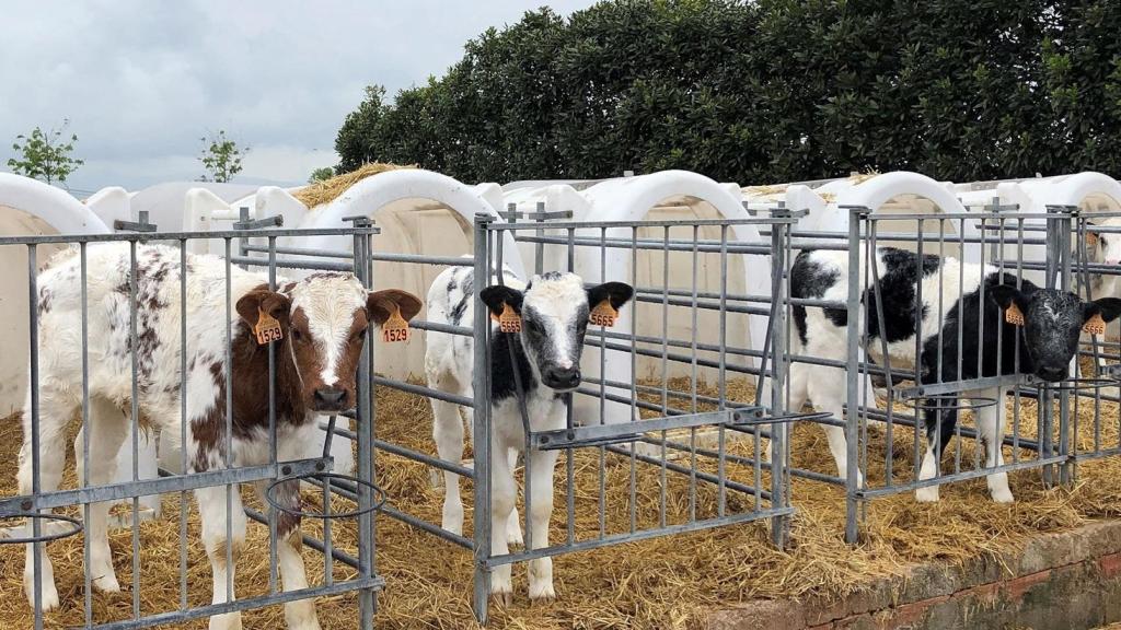 Una explotación vacuna