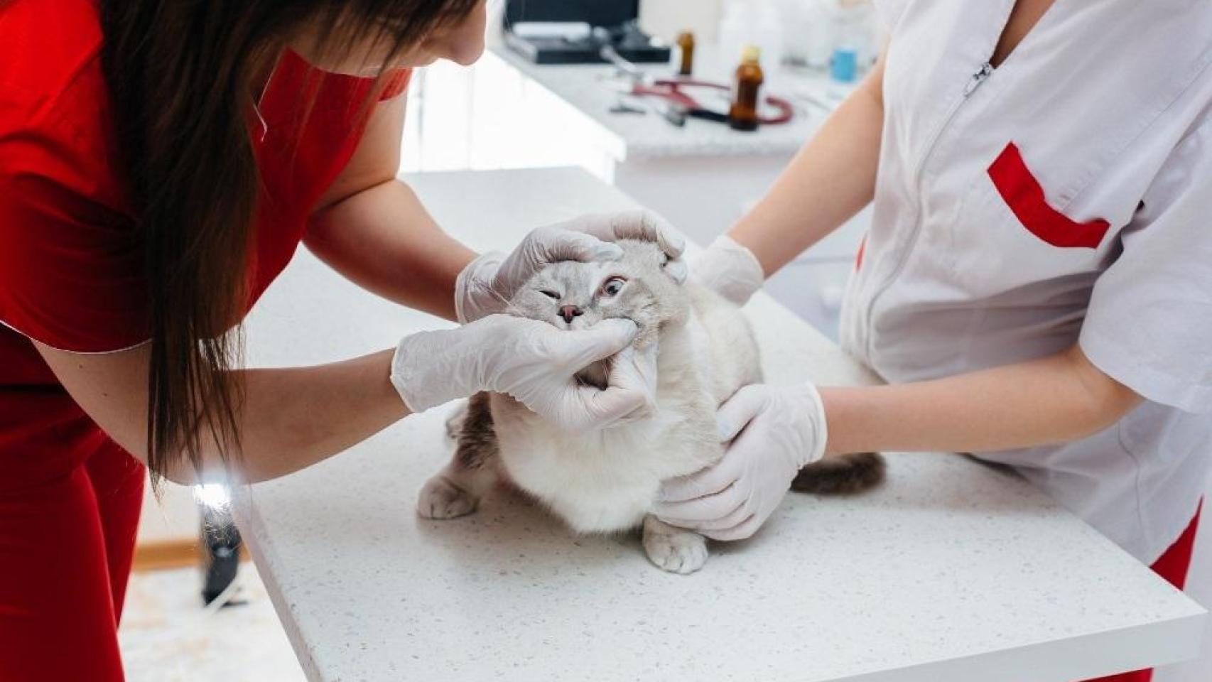 Un gato recibe atención veterinaria
