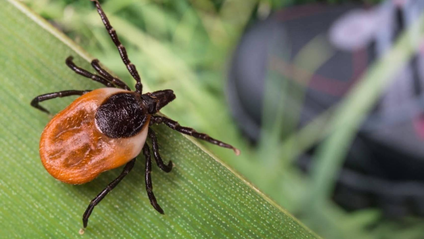 Garrapata de patas negras, transmisora de la enfermedad de Lyme