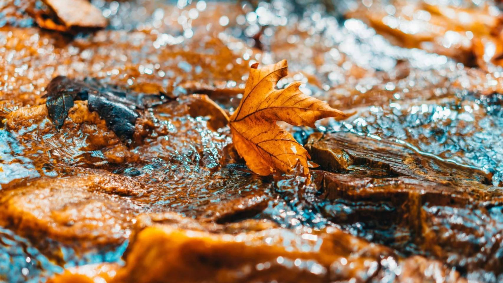 Terreno húmedo en otoño