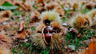 Castañas en un bosque