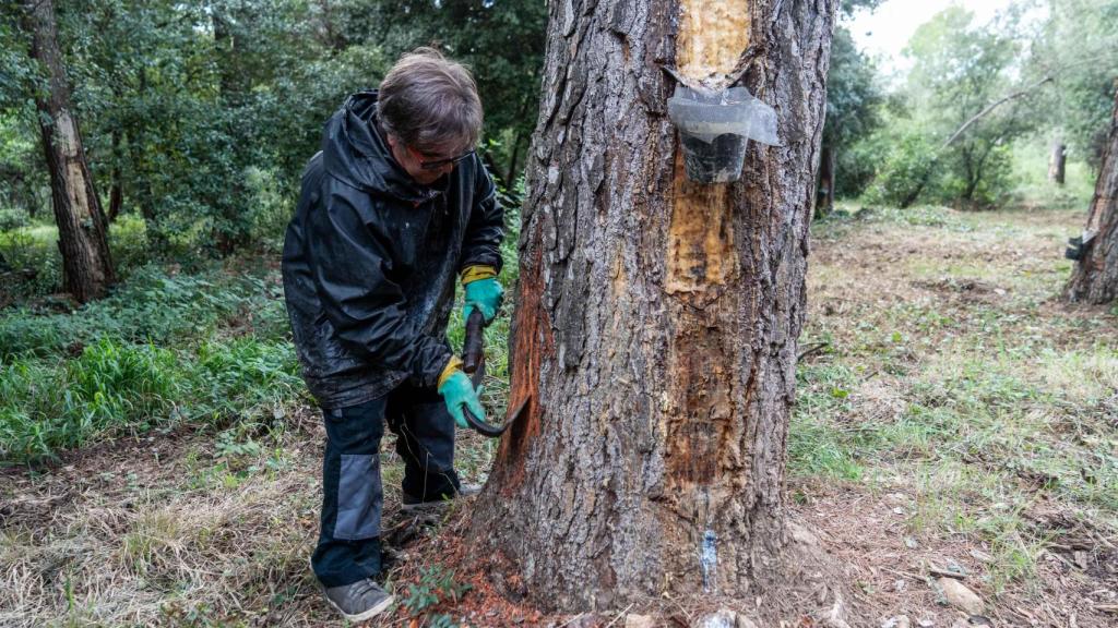 Carlos Delgado, el resiner de Vallirana, treballa al bosc