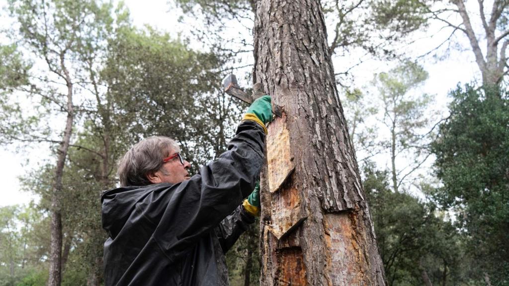 Carlos Delgado, el resinero de Vallirana que, junto a su mujer trabaja para conseguir que renazca la resinería en Cataluña